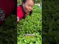CLASES GRATUITAS DE HIDROPONIA🍎🥦