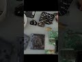 Bora arrumar essa Saveirinho Quadrada #carros #consertos #asmr #saveiro