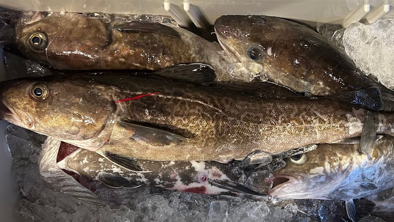 【三陸真鱈】魚探に映るがジグに無反応な真鱈。。。