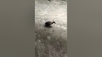 “Indian Whistling Duck” #shorts #shortvideo