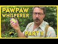 PAWPAW PART II: THE FRUIT