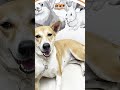 Pet Relocation