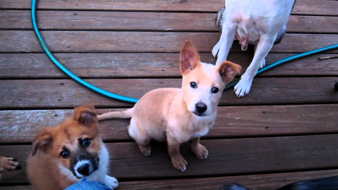 Melon Collies Attention Games 2 04 15 12 YouTube