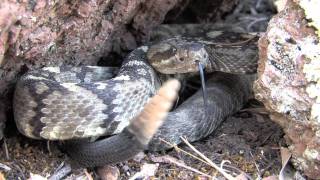 Northern Blacktail Rattlesnake