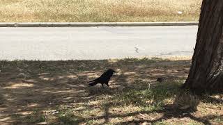 bird drama