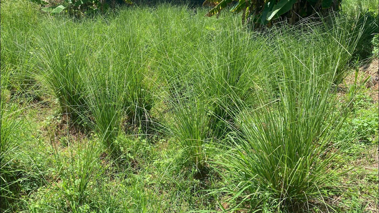 A La Découverte De La Plante Vetiver