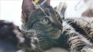 2 SLEEPY CATS IN 4k ULTRA HIGH DEF KITTENS IN HD