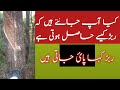 ربڑ کہاپایا جاتا ہیں گلوبل وائس ربڑ کہاپایا جاتا ہیں گلوبل وائس