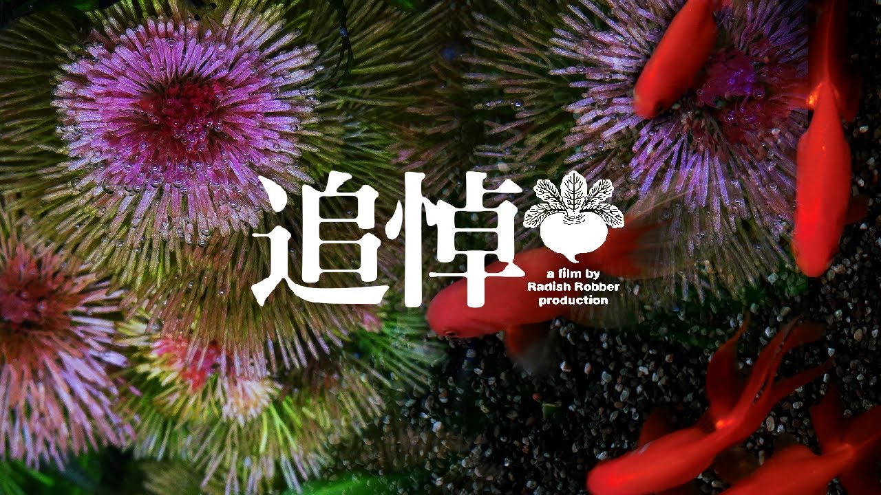 となりあわせの灰と水槽 ﾚｯﾄﾞｶﾎﾞﾝﾊﾞ ｱｸｱﾘｳﾑ 金魚 Youtube