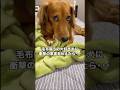 子犬の頃から毛布吸うの大好きイッヌに驚きの事実を伝えた結果 #カニンヘンダックス #ダックスフンド #ダックス #shorts