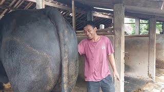 THE BIGGEST GIANT PEGON COW IN INDONESIA