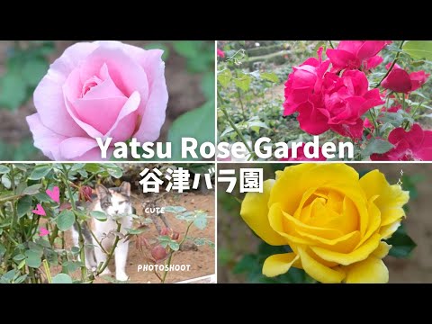 【谷津バラ園】2024年秋の美しいバラ64品種  | ひょっこりネコさん | 千葉県習志野市