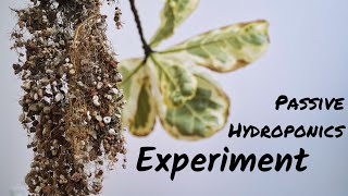 Transitioning My Ficus To Passive Hydroponics // Experiment