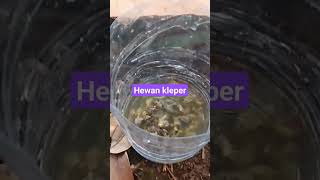 hewan keleper untuk umpan mancing ikan lele,,!!!