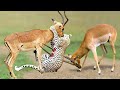 African wildlife in action the god give strength grant gazelle to take down cheetah with horns