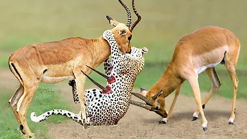 African Wildlife In Action! The God Give Strength Grant Gazelle To Take Down Cheetah With Horns