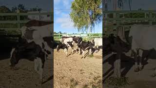 #pernambuco #gado #pecuarista #fazenda #youtubeviral #agro #venturosa #feiradegado
