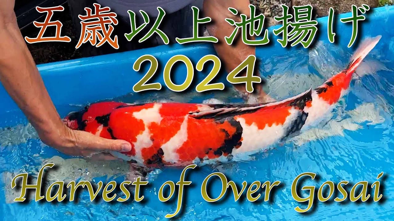 【錦鯉】五歳以上 池揚げ 2024　Harvest of Over Gosai 2024【Koi】