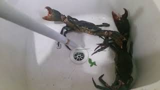 When Mud Crabs Attack