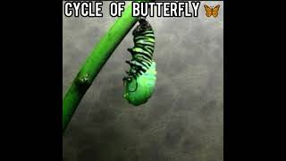 तितली का जीवन चक्र।। 😲 Butterfly life cycle ।। Titli kaise paida hoti hai 🤔 #butterfly #shorts