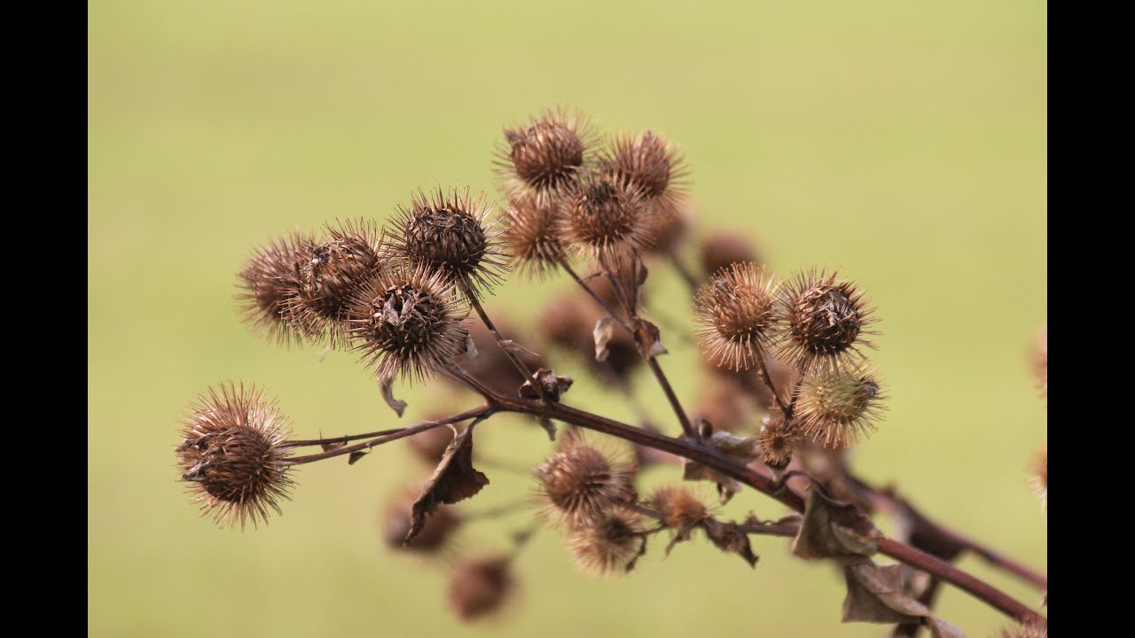 Autumn relaxing music /  Ruduo