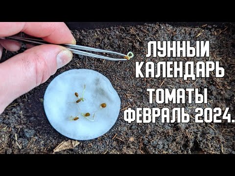 Посадите помидоры в эти дни в феврале и соберете огромный урожай. Лунный календарь помидоры 2024.