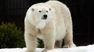 Live Polar Bear Cam  San Diego Zoo