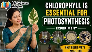 Chlorophyll is Essential for Photosynthesis Class 10 Bio Variegated Leaf Experiment#Photosynthesis