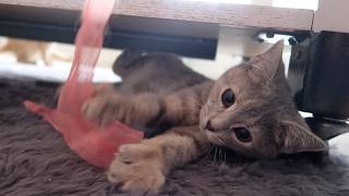 Cute little kitten