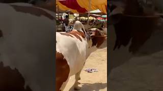 MashaAllah✨❤️ Beauty🤎 | SheikhZohaibVlog | #trending #cow #love #reels #shorts #bull #minivlog #1m