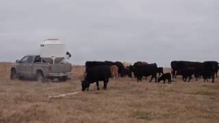 Easy Feeder Testimonial Jim Martin of Martin Livestock gives us at Lakeland Group a testimonial for our Easy Feeder. http://www.lakelandgroup.net/lakeland-