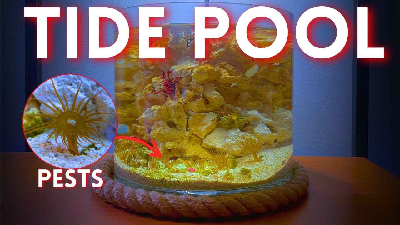 Tide Pool Rats I Built a Tide Pool Using Only Reef Tank Pests - YouTube