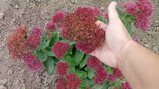 картинка: Мой цветник 
