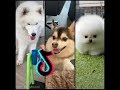 Best Tiktok Compilation || All About Cute and Funny Dogs