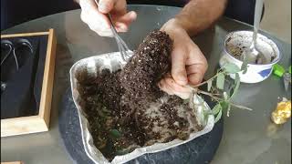 Japanese Zelkova Bonsai in a Duck Pot Jan 2020