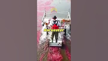 Thumbnail of Cranberry Harvest Like You’ve Never Seen Before!