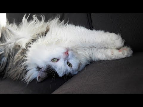 How to Care for a Siberian Cat - Keeping Your Cat Stimulated