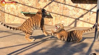 Как добрый тигренок превращается в злющего тигра 😁 Тайган. Tigers life in Taigan.