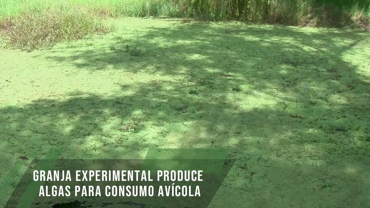 Granja experimental produce algas para consumo avícola - TvAgro por Juan Gonzalo Angel Restrepo