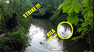 Download Lagu Mancing nila di kolam strike berkali kali MP3