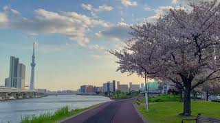 The Most Peaceful Sakura Walk 🌸 | Hidden Cherry Blossom Gem in Tokyo 🇯🇵 | 4K Net Worth