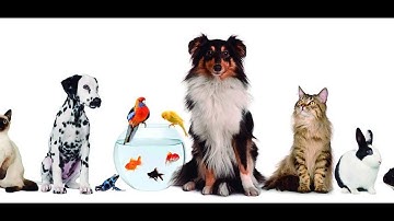 Bless Online Taming secrets and hints!!