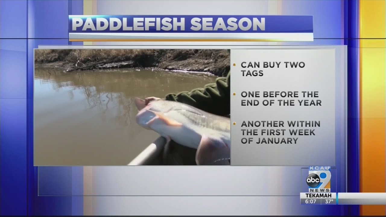Paddlefish Season YouTube