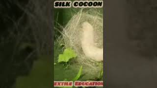 cocoon making process#silkworm #silk #silkworms #reptiles #insects #silkmoth #cocoon #textile