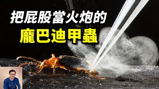 屁股竟能噴出100℃「生化炮彈」！龐巴迪甲蟲的真相，逆天的防御機製從何而來？#老肉雜談#肉識動物