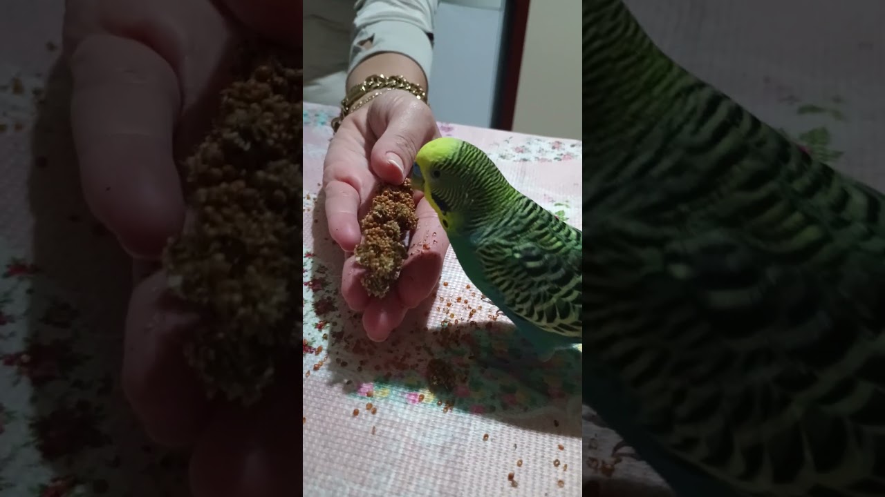 #birds #talkingparot #budgies #blackfacebudgie #muhabbetkuşu #parrot #birdsong #cute #funny