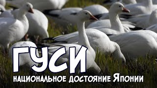 Гуси - национальное достояние Японии