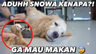 SNOWA VOMITS, DOESN'T WANT TO EAT.. HOW COULD THIS HAPPEN?!