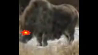 Walking With Poopy Ytp