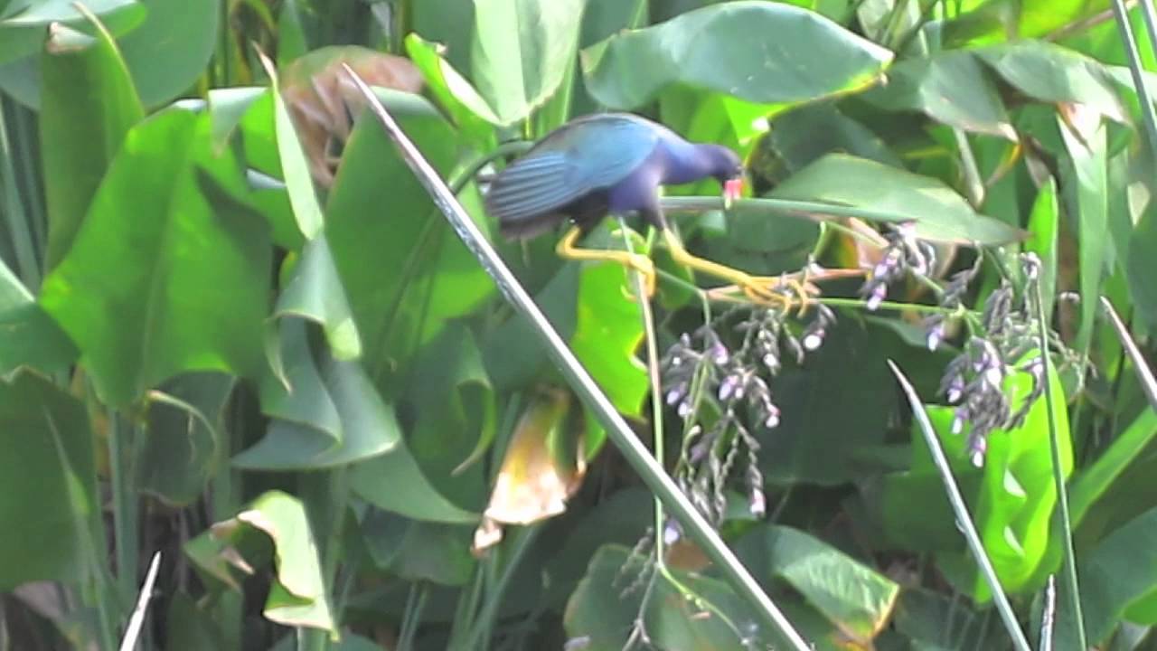 Green Cay Wetlands 2012-05-15 A Purple Gallinule feeding on Thalia dealbata plant